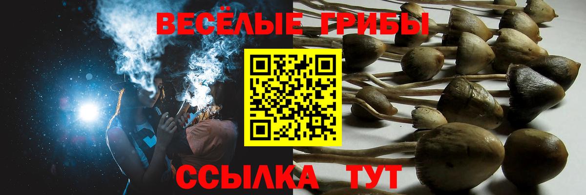 Галлюциногенные грибы Psilocybine cubensis Вязники
